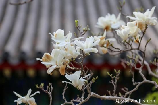 玉蘭樹的養(yǎng)殖方法和注意事項(圖3)