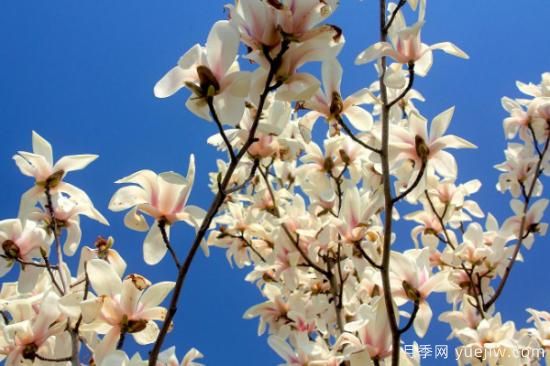 玉蘭樹的養(yǎng)殖方法和注意事項(圖2)