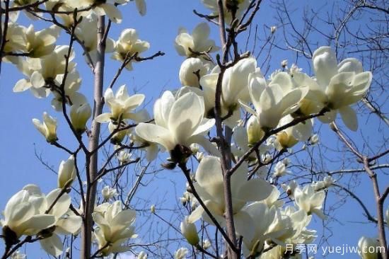 白玉蘭花的養(yǎng)殖方法和注意事項(xiàng) 盆栽(圖3)