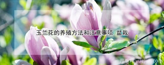 玉蘭花的養(yǎng)殖方法和注意事項 盆栽(圖1)