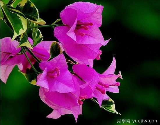 三角梅有哪些品種，常見的三角梅品種大全(圖9)