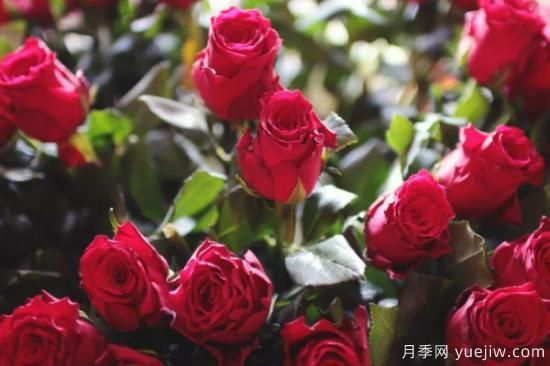 批發(fā)玫瑰花多少錢一朵？批發(fā)價格2元/朵(圖1)