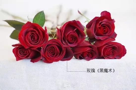 紅色切花月季經(jīng)典主流，推薦十種經(jīng)典常見的紅玫瑰(圖8)