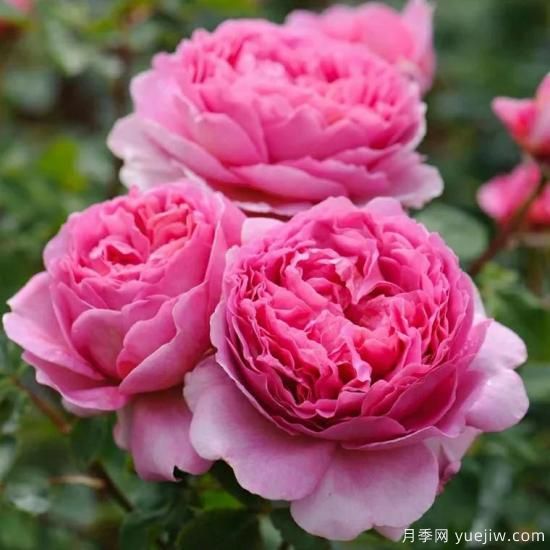 大花月季中的開花機(jī)器--肯特公主月季，花朵鮮艷多姿(圖3)