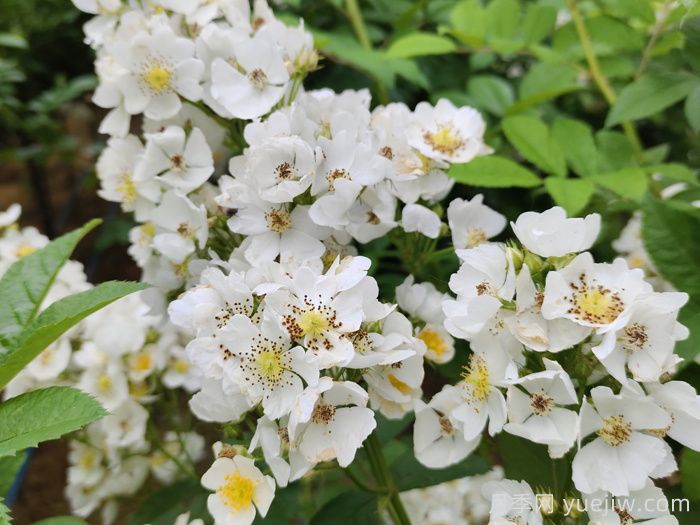 月季、玫瑰與薔薇，究竟誰是源頭？(圖1)