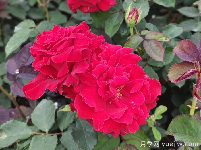 月季、玫瑰與薔薇，究竟誰是源頭？(圖2)