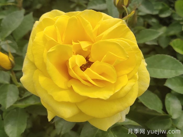 金鳳凰月季的優(yōu)缺點是什么？(圖1)