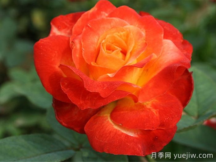 月季：花中皇后的四時(shí)浪漫(圖1)