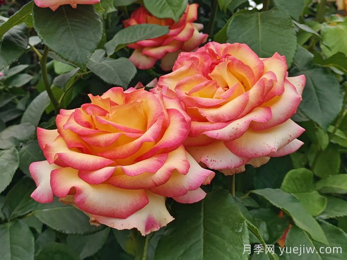 10分鐘學(xué)會月季養(yǎng)法，高手經(jīng)驗總結(jié)(圖1)
