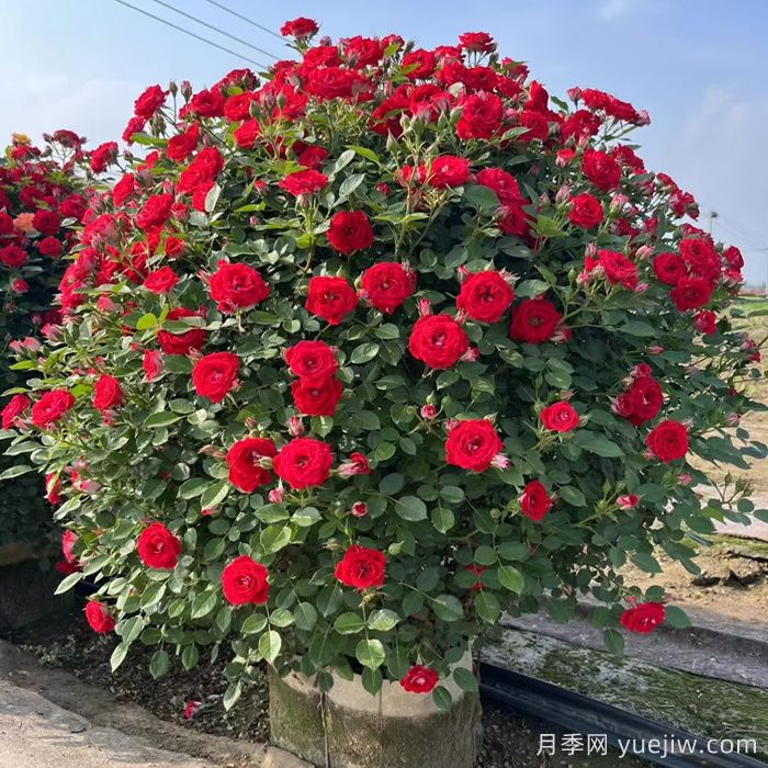 藤本月季造型花球冠幅1米價格(圖1)